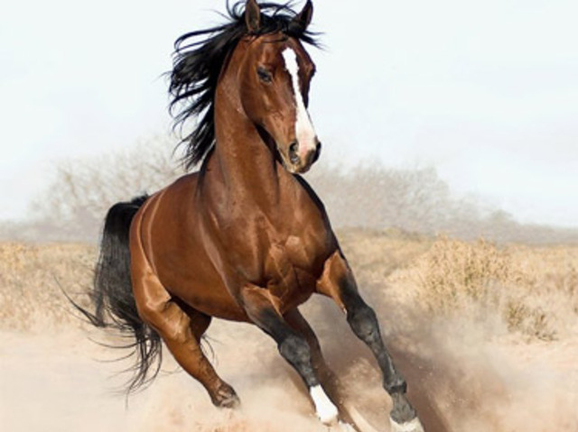 horse_ebooks